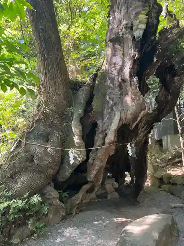 來宮神社の自然