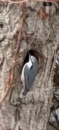 琴平神社(北海道)