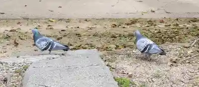 日招八幡大神社(愛媛県)