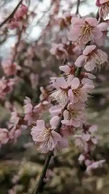 北野天満宮(京都府)