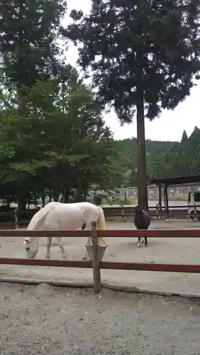 丹生川上神社（下社）の動物