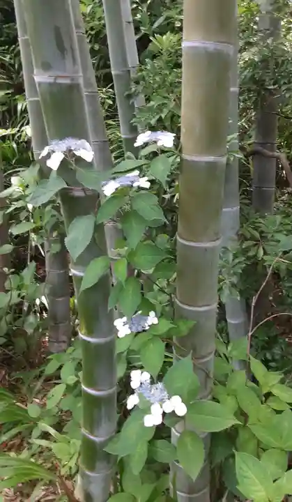 長谷寺(神奈川県)