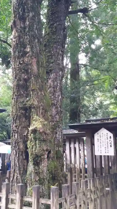 天岩戸神社の自然