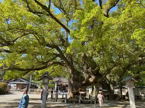 大麻比古神社(徳島県)