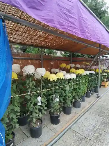 八幡八雲神社の体験その他