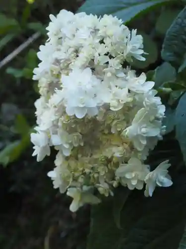 明月院(神奈川県)