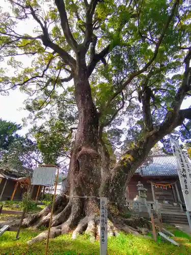 八幡社（赤坂町）の自然