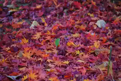 開成山大神宮の自然