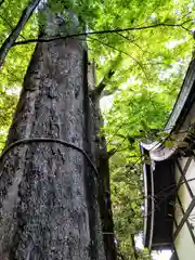 川越氷川神社の自然