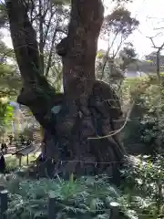 來宮神社(静岡県)