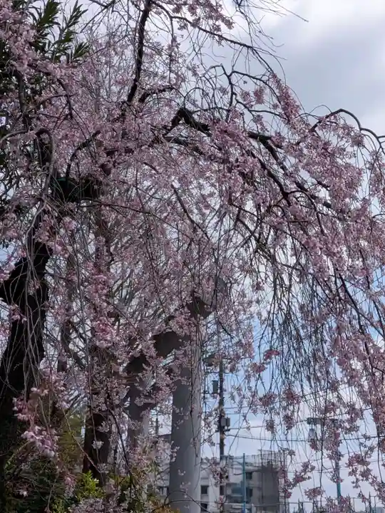 阿佐ヶ谷神明宮(東京都)