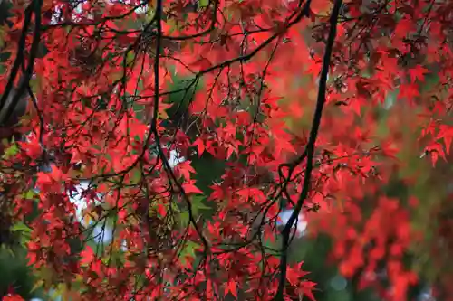 神炊館神社 ⁂奥州須賀川総鎮守⁂の自然