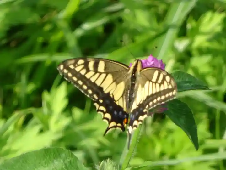 高倉神社の動物