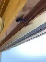 八幡神社の動物