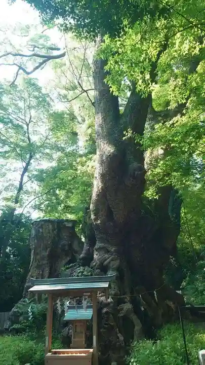 來宮神社(静岡県)