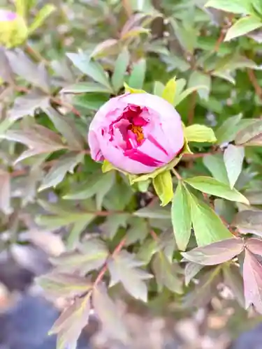 滋賀県護国神社の自然