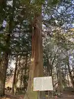 巨麻神社の自然