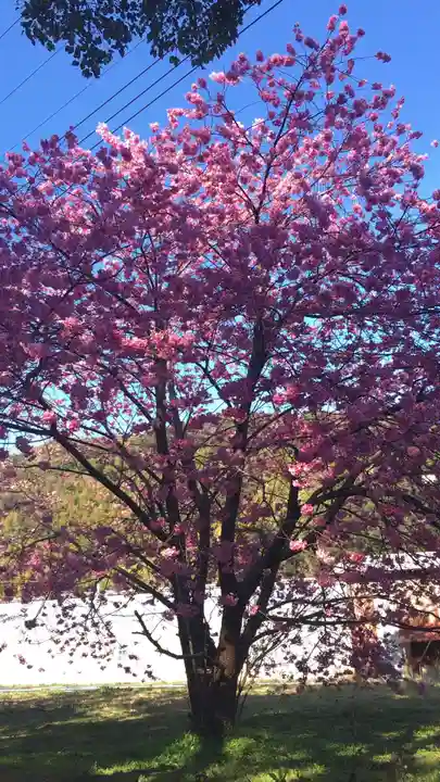 川津来宮神社の自然