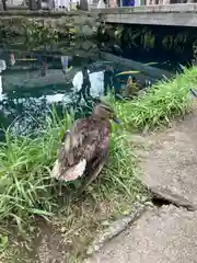 淺間神社（忍野八海）の動物