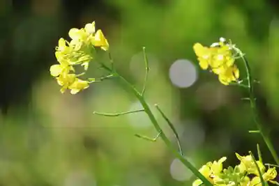 高司神社〜むすびの神の鎮まる社〜の庭園