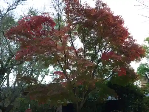 厳島神社(広島県)