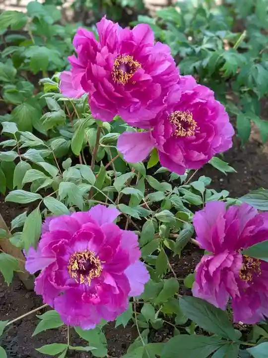 上野東照宮(東京都)