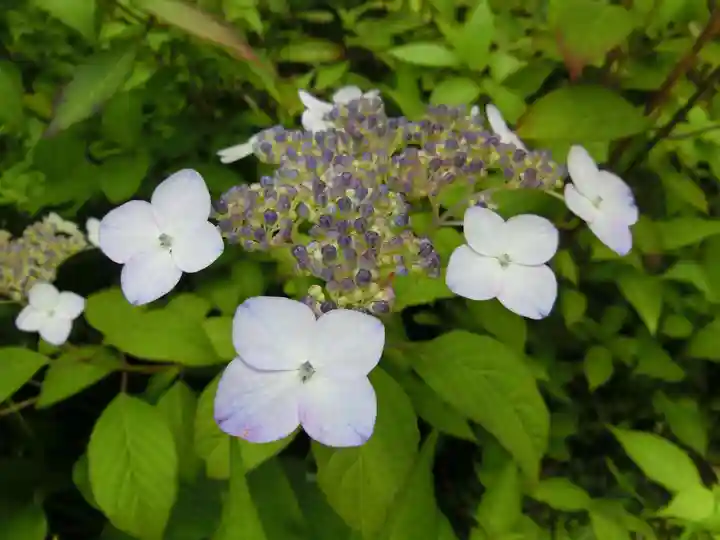 宝積山光前寺の自然