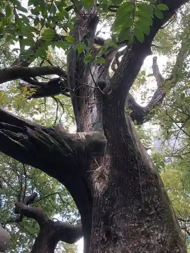 若一神社の自然
