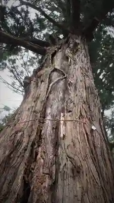 生岡神社の自然