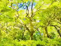 神崎神社の自然