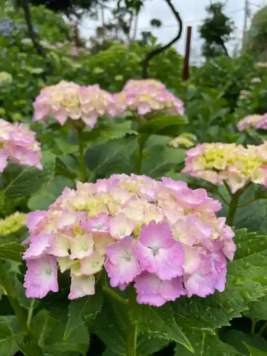 白山神社(東京都)