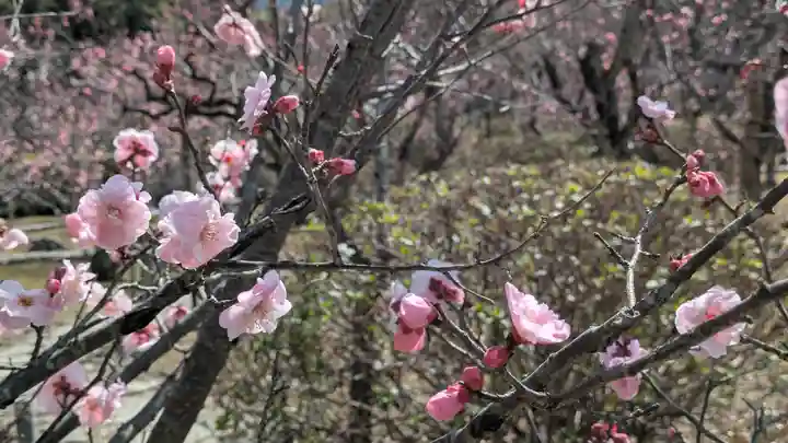 隨心院(随心院)(京都府)