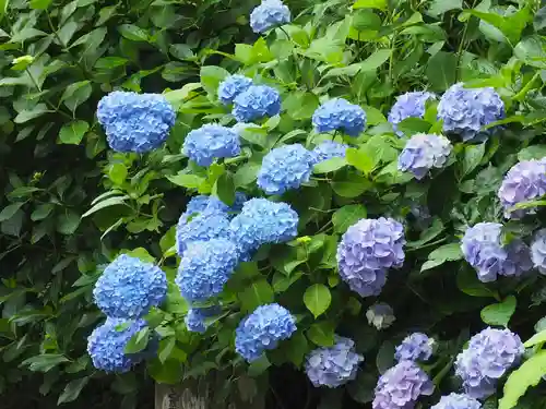 明月院(神奈川県)