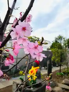 福王山 慈眼寺の自然(2022年03月26日(土) 12時52分21秒投稿)