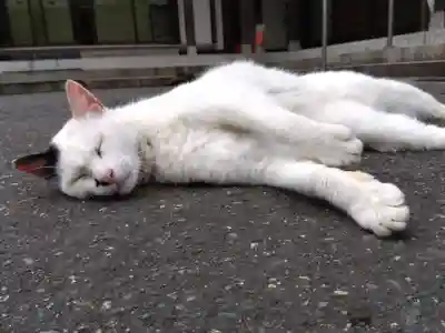 御誕生寺（猫寺）(福井県)
