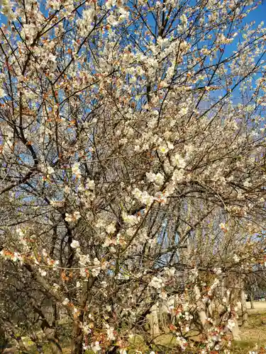 赤羽神社の自然