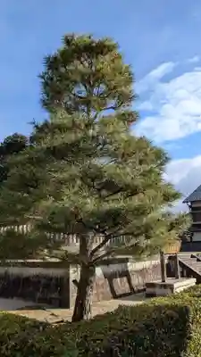 光孝天皇 後田邑陵の自然