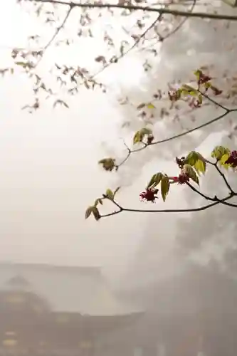 三峯神社(埼玉県)