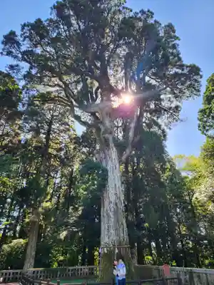 霧島神宮の自然