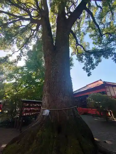 冠稲荷神社の自然
