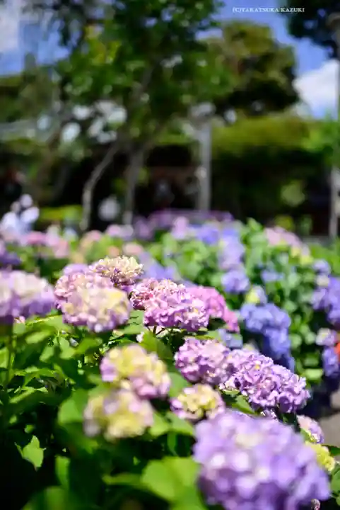 白山神社(東京都)