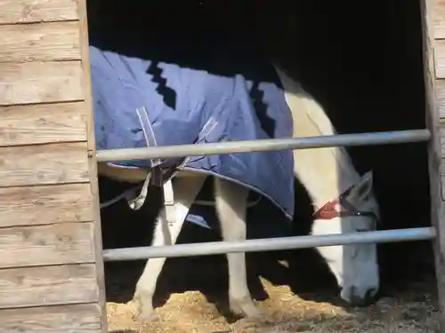 小室浅間神社の動物