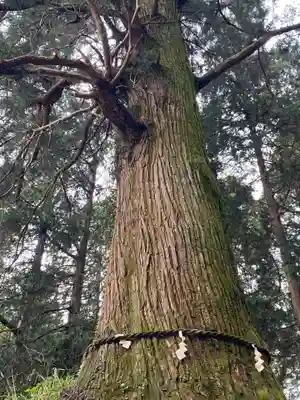 村山浅間神社(静岡県)