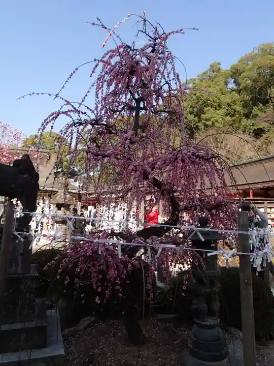 太宰府天満宮の自然