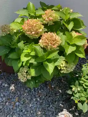 薬王寺(神奈川県)