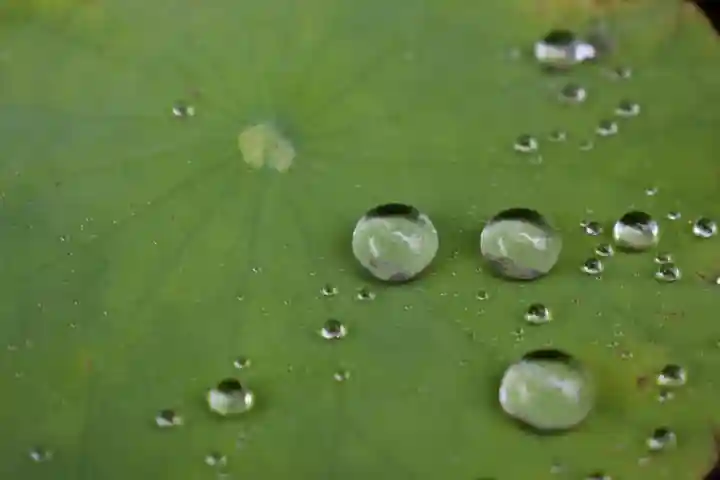 下総国三山 二宮神社の自然