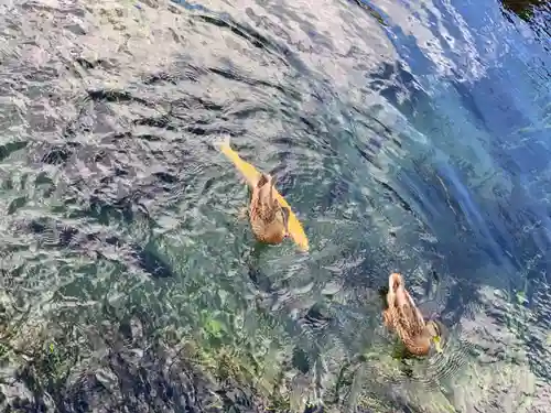 淺間神社（忍野八海）の動物