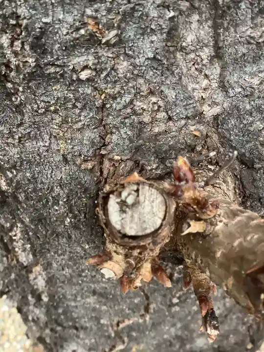 三輪神社の自然