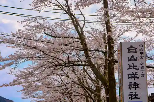 白山比咩神社の自然