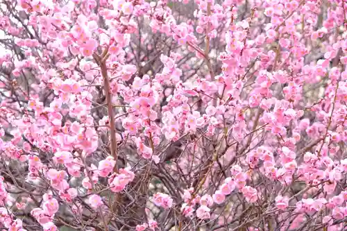 多治速比売神社の自然